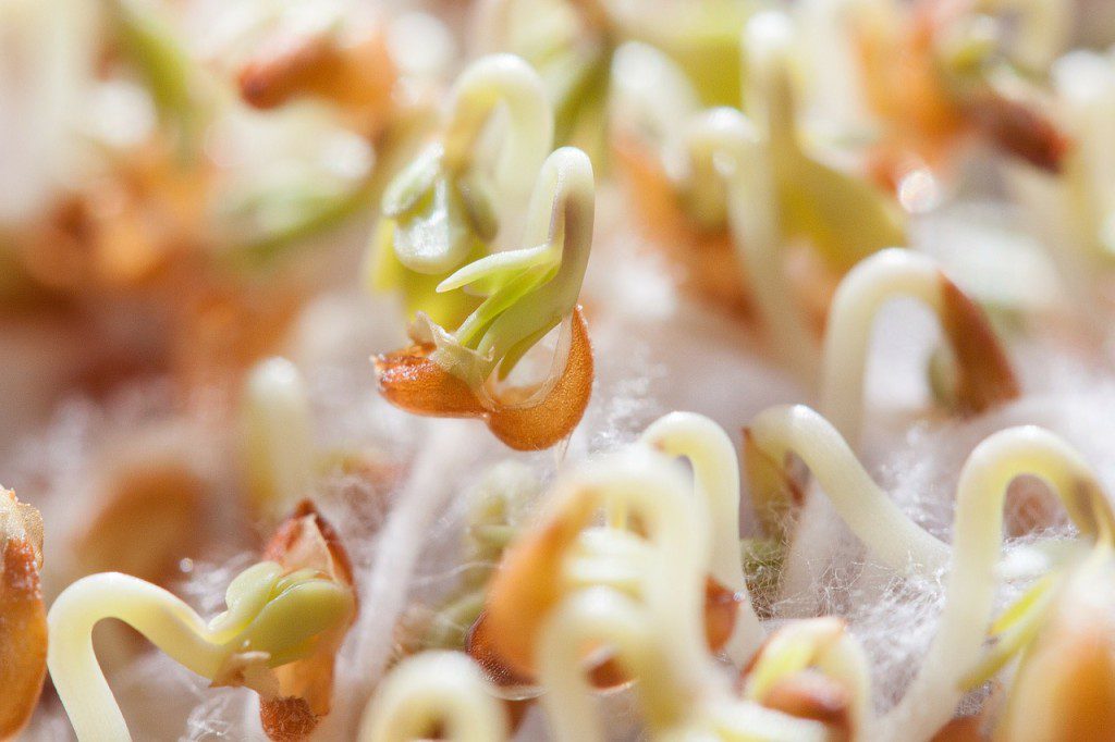 benefits of sprouting